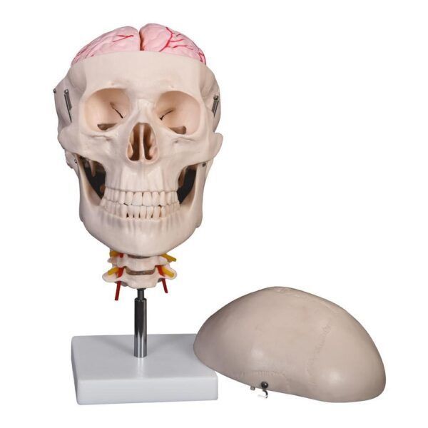 Kafatası ve Beyin Modeli 8 Parçalı Servikal Tabanlı