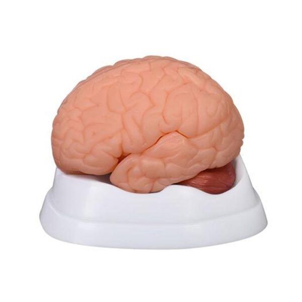Beyin Modeli 9 Parça