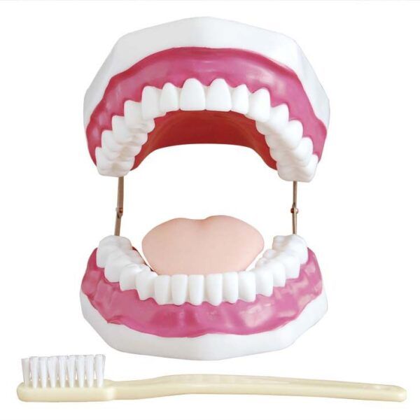 Diş Bakımı Modeli 28 Diş