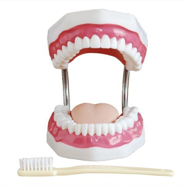 Diş Bakımı Modeli 32 Diş