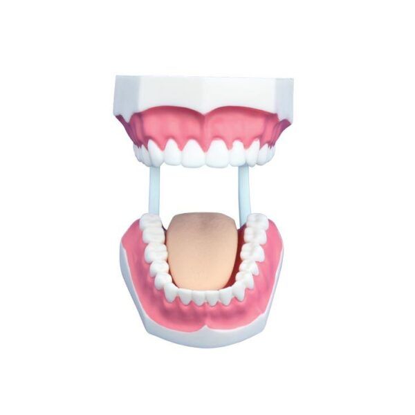 Diş Bakımı Modeli Küçük Boy 32 Diş