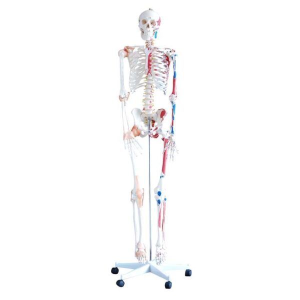 İnsan İskeleti Modeli Kaslı ve Ligamentli 180 cm
