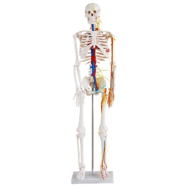İnsan İskeleti Modeli Sinirli ve Kan Dolaşımlı 85 cm