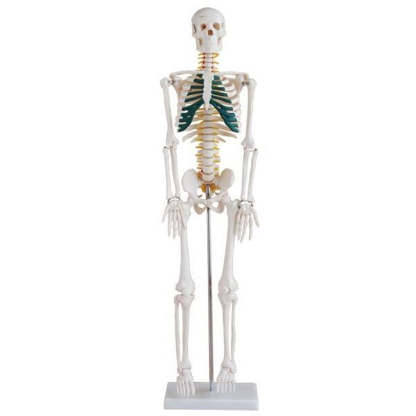 İnsan İskeleti Modeli Spinal Sinirli 85 cm