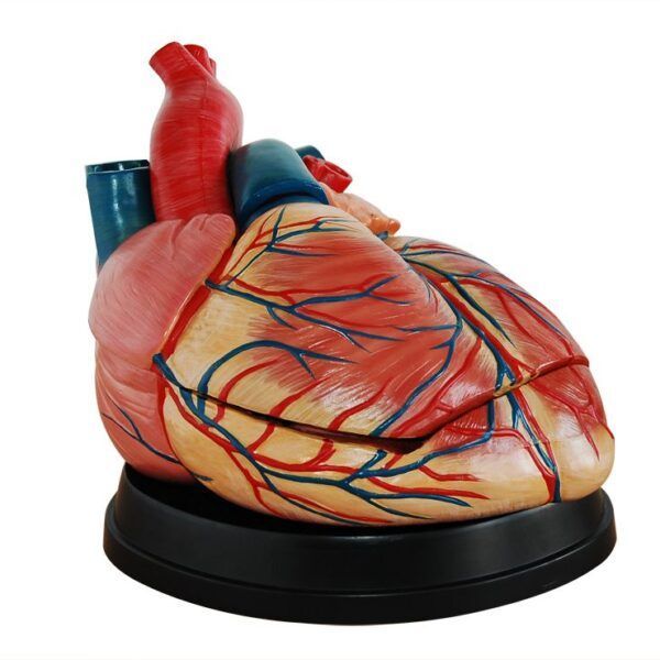 Jumbo Kalp Modeli Gelişmiş 3 Parça