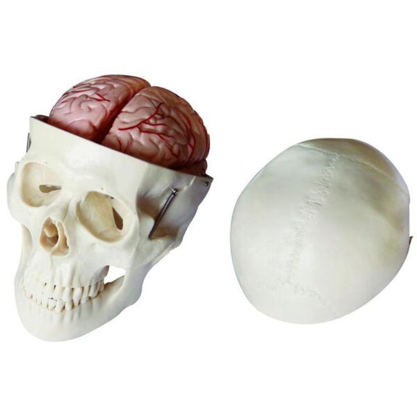 Kafatası ve Beyin Modeli 8 Parçalı
