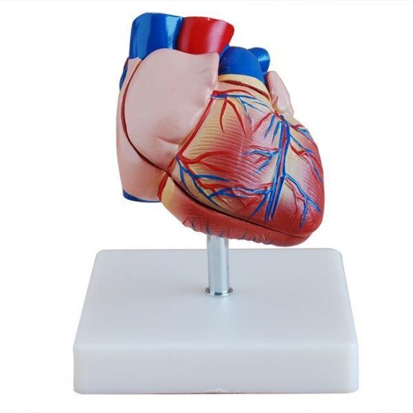 Kalp Modeli Gelişmiş 2 Parça