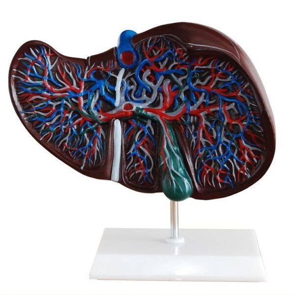 Karaciğer Modeli