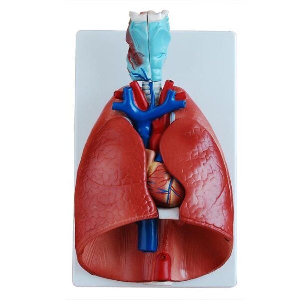 Larenks Kalp ve Akciğer Modeli 7 Parça