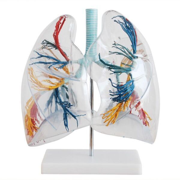 Transparan Akciğer Segmentleri Modeli