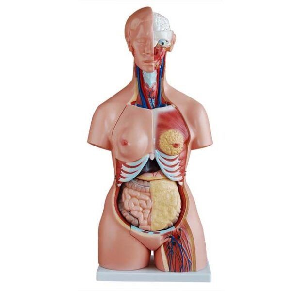 Trisex (Erkek-Kadın-Genital Organsız) Torso Modeli 85 cm 21 Parça